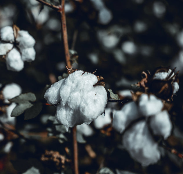 Les secrets de la production du coton biologique